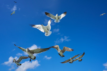 Seagulls sea gulls flying on blue sky