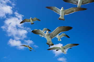 Seagulls sea gulls flying on blue sky