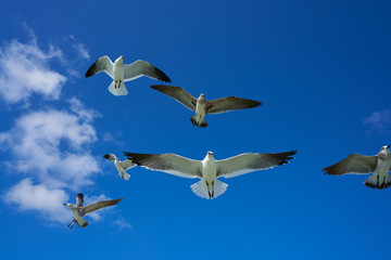Seagulls sea gulls flying on blue sky