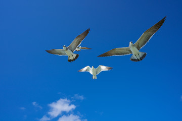 Seagulls sea gulls flying on blue sky
