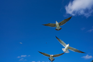 Obraz premium Seagulls sea gulls flying on blue sky