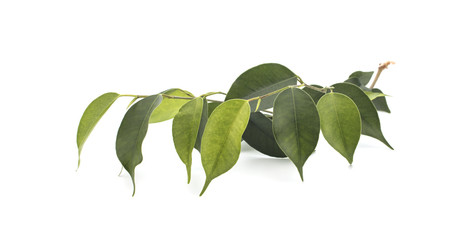Ficus on a white background, individual branches