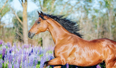 Fototapeta na wymiar Purebred horse running among blooming flowers