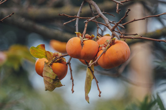 Persimmons