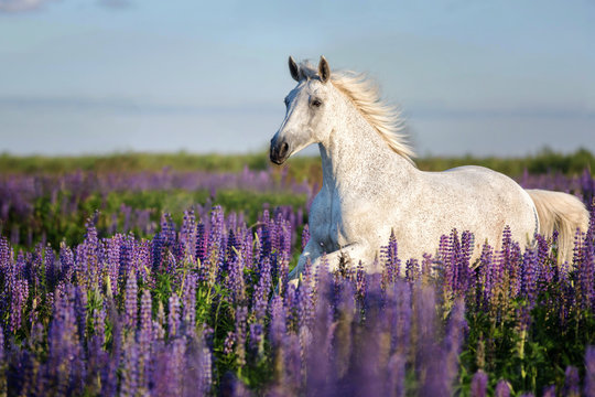 Arabian horse running free on a lupine flowers meadow.