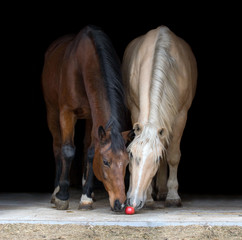 Obraz premium Dwa konie jedzą jabłko na czarnym tle.