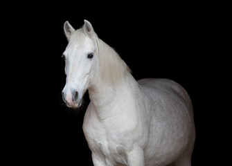 Fototapeta premium Portret purebred Arabski koń na czarnym tle.