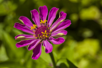 Fototapeta premium Pink flower zinnia