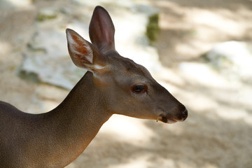 Venado deer in Riviera Maya Mexico