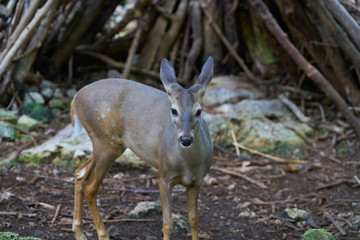 Venado deer in Riviera Maya Mexico