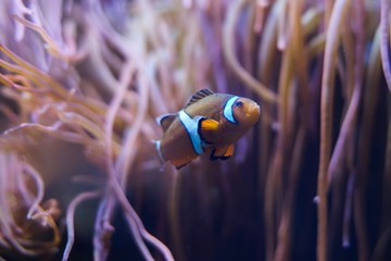 Fototapeta na wymiar Clown fish in sea-anemone