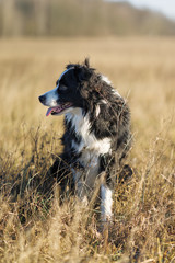 Fototapeta premium Border Collie Hündin