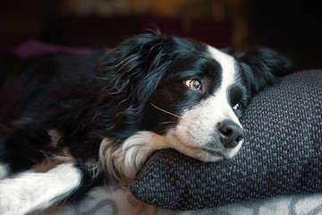 Border Collie Hündin