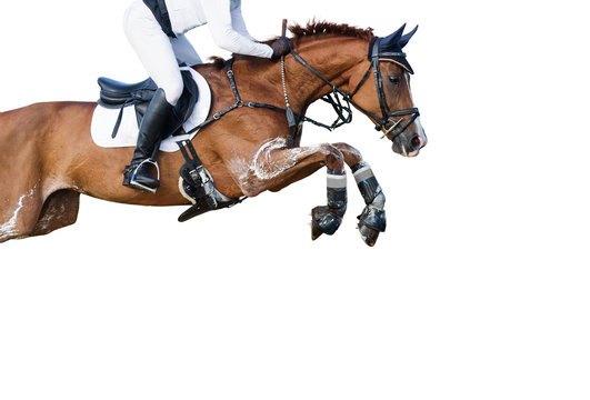 Jumping horse on white background.