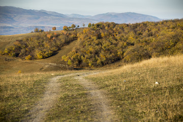 Forrest road at fall