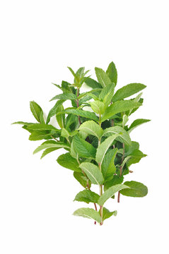 fresh leaf of mint isolated on white background