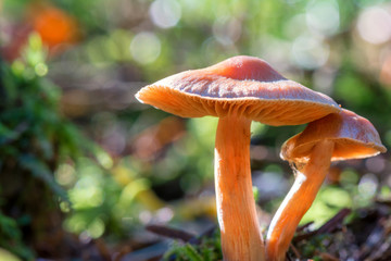 Mushrooms in forest. A slightly purple mushroom in the woods of the Black Forest at sunset.