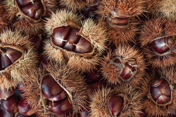 Ripe chestnuts close up. Raw Chestnuts for Christmas. Fresh sweet chestnut. Castanea sativa top wiew. Food background.