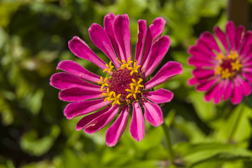 Obraz premium Big pink flower zinnia