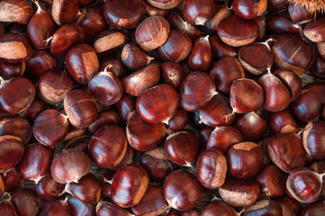 Ripe chestnuts close up. Raw Chestnuts for Christmas. Fresh sweet chestnut. Castanea sativa top wiew. Food background.