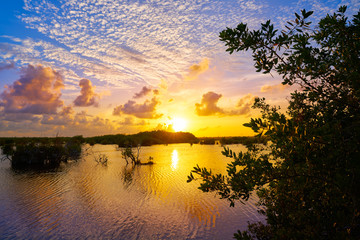 Fototapeta na wymiar Mangroove sunset in Riviera Maya