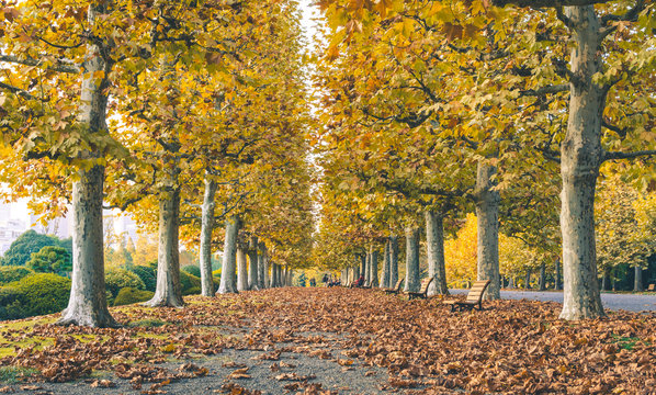 Row Of Autumn Trees In The City
