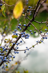 Blackthorn bush with ripe berries on a background of the river