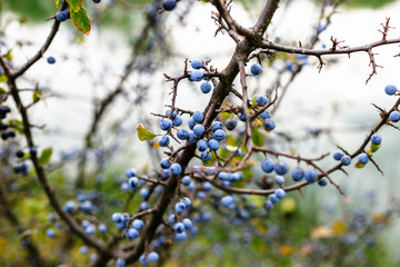Blackthorn bush with ripe berries on a background of the river