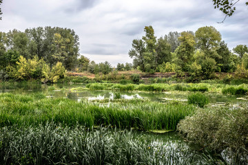Calm river in the summer morning with green trees on background. Toned, style photo.