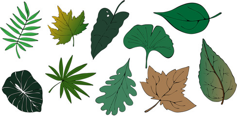 vector leaves set color