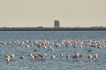 View of pink flamingos birds in Evros river, Greece.