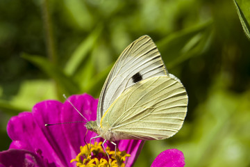 Cabbage butterfly on flower