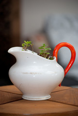 plant in antique jug