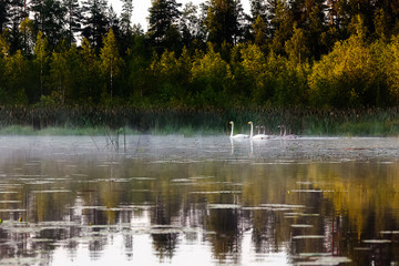 Swans float on the lake in the morning in the fog