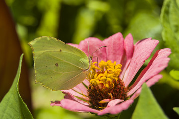 Green butterfly on flower