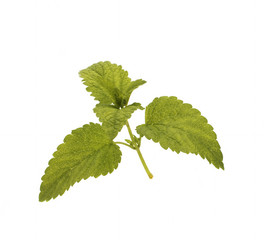 Mint in the white background