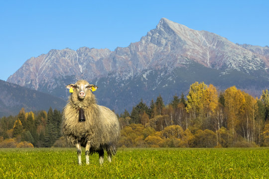 lonely sheep posing under the Krivan hill, High Tatras, Slovakia