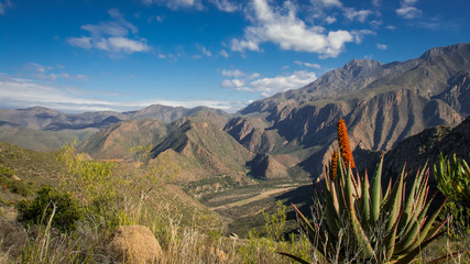 An aloe flower spotted during a hike in the lovely mountains near Calitzdorp, South Africa