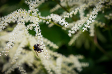 Flower Bee