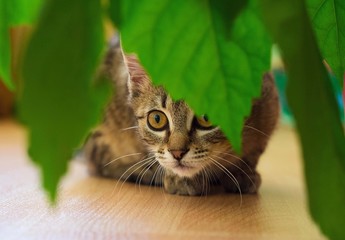 Little hunter cat near houseplants