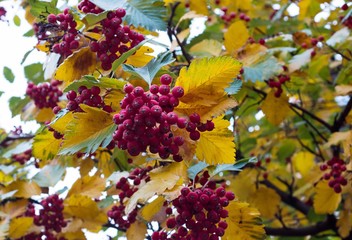 Red berries and colorful leaves