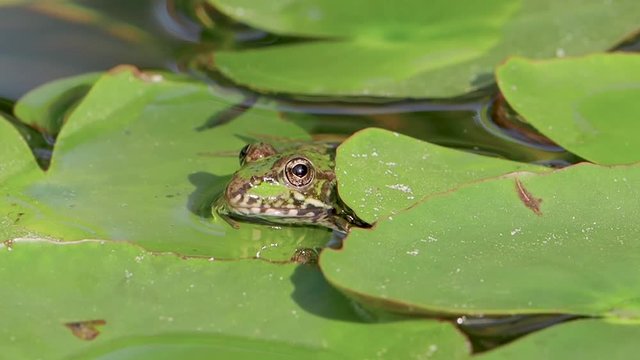 A frog sitting in the pond