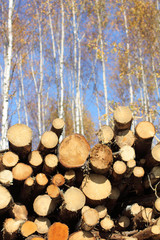 renewal  forest fund/ large pile lying felled trees against backdrop of birches rising to the sky...
