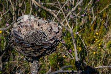 A burnt flower remains after the bush fire on a mountain in South Africa