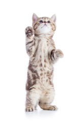 Funny cat isolated looking up © Andrey Kuzmin