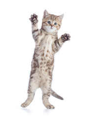 cat jumping isolated on white