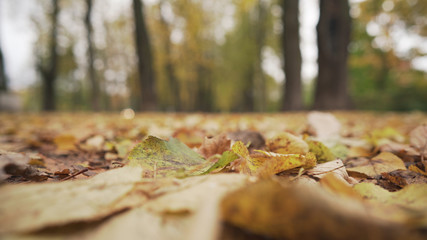 low angle shot of autumn linden alley