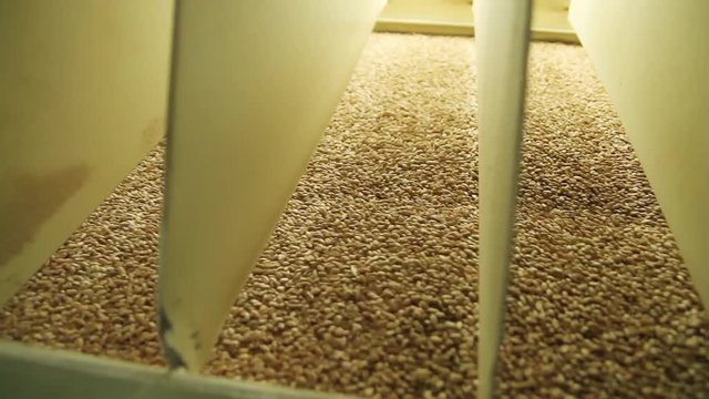 Flour mill production. Sifting flour and breaking into different fractions. Quality control of grinding of wheat flour. Workshop at a flour mill with a shredding equipment. Industrial mill.