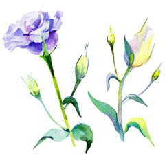 Wildflower eustoma flower in a watercolor style isolated. Full name of the plant: eustoma. Aquarelle wild flower for background, texture, wrapper pattern, frame or border.