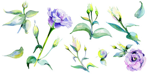Wildflower eustoma flower in a watercolor style isolated. Full name of the plant: eustoma. Aquarelle wild flower for background, texture, wrapper pattern, frame or border.